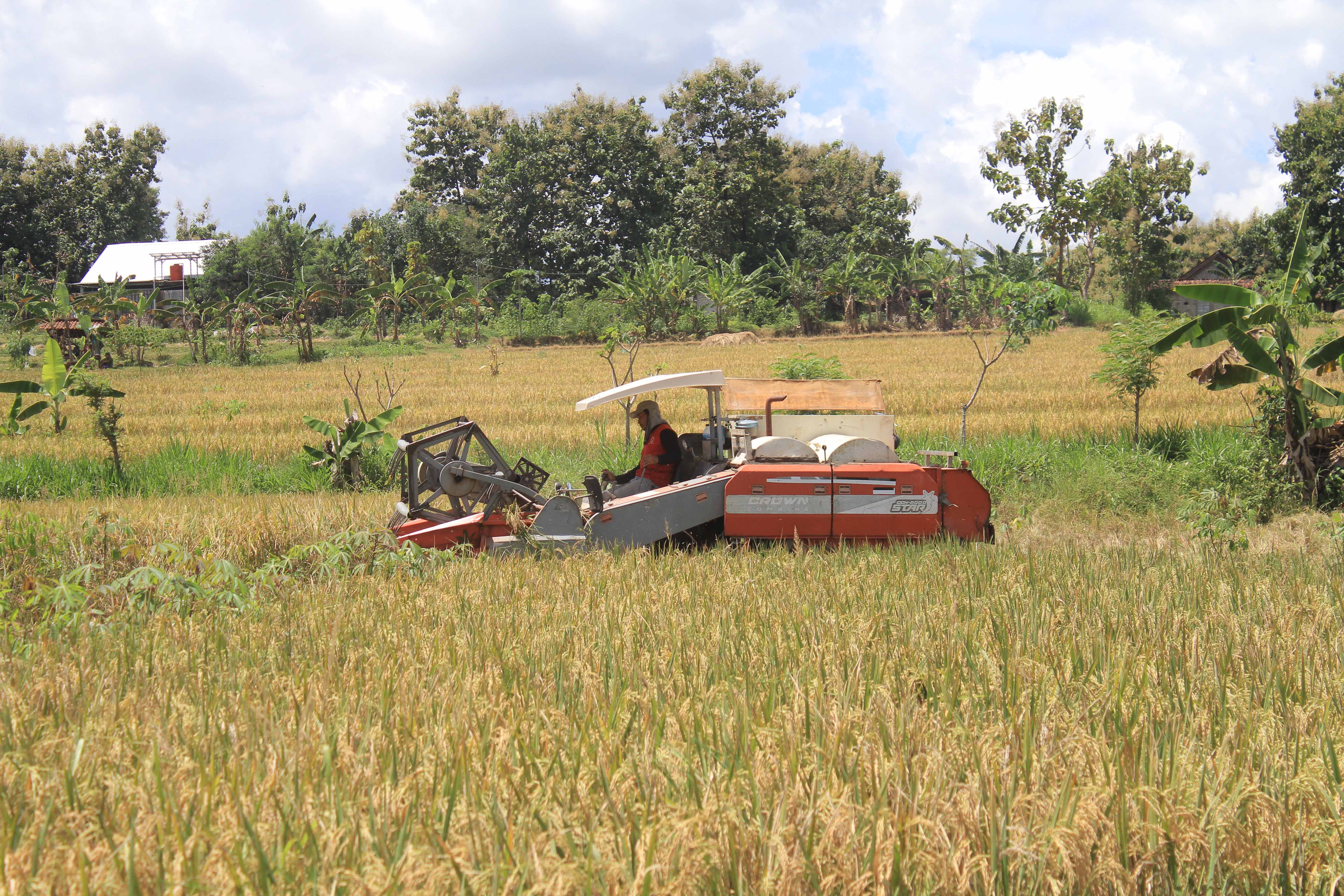 MODERNISASI: Petani Ponorogo menggunakan mesin untuk memanen padi.&nbsp;(AJI PUTRA/JAWA POS RADAR PONOROGO)