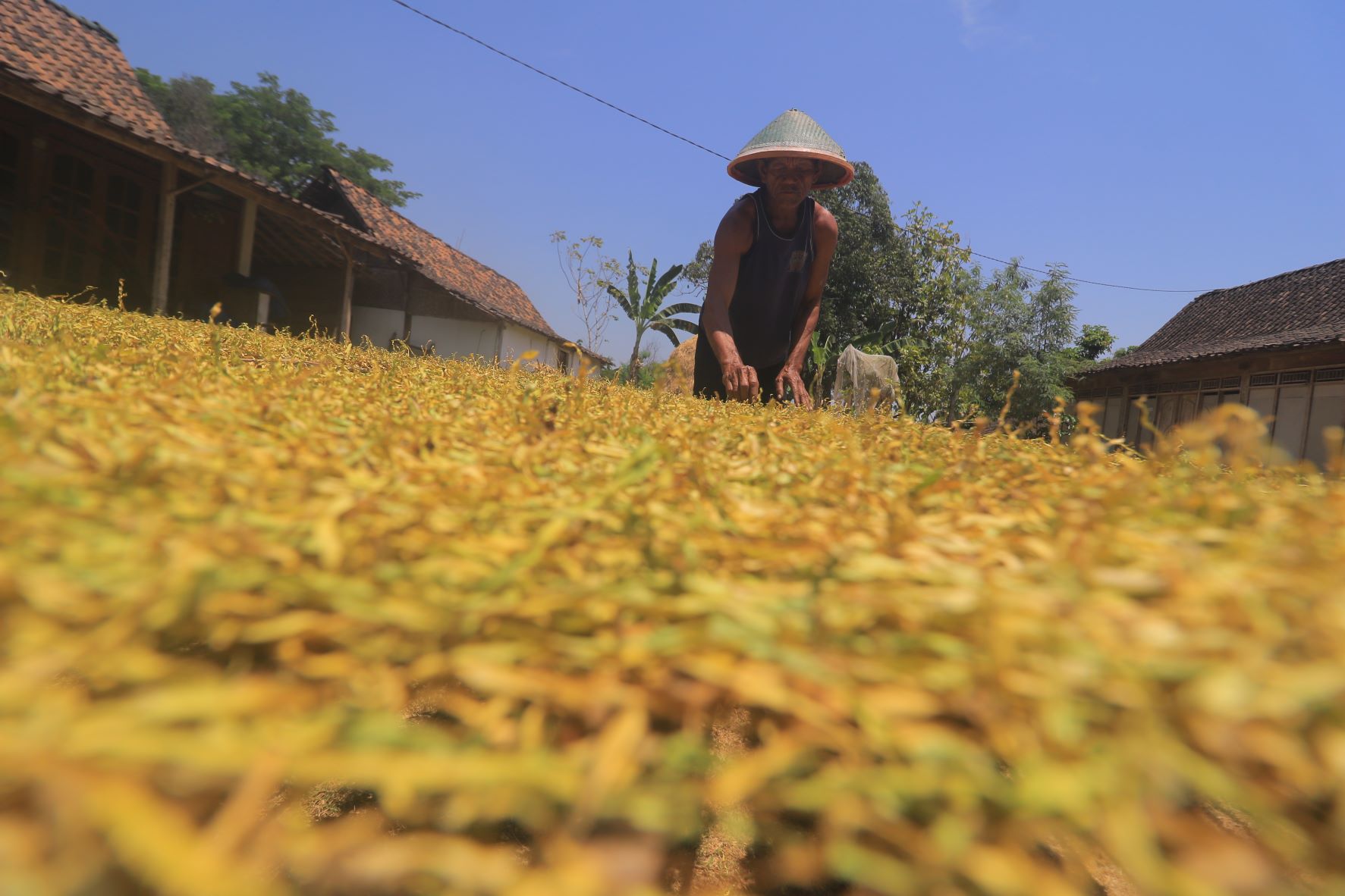 PENJEMURAN: Petani tembakau saat menjemur rajangan daun tembakau di Desa Ngale, Pilangkenceng. (BAGUS RAHADI/RADAR CARUBAN)