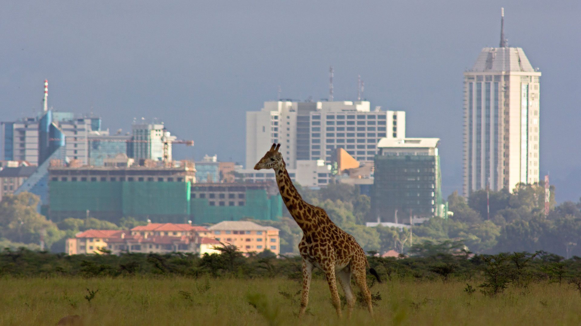 Kenya menawarkan kombinasi wisata alam dan kemajuan kotanya. (KENYA TOURISM OFFICIAL SITE)