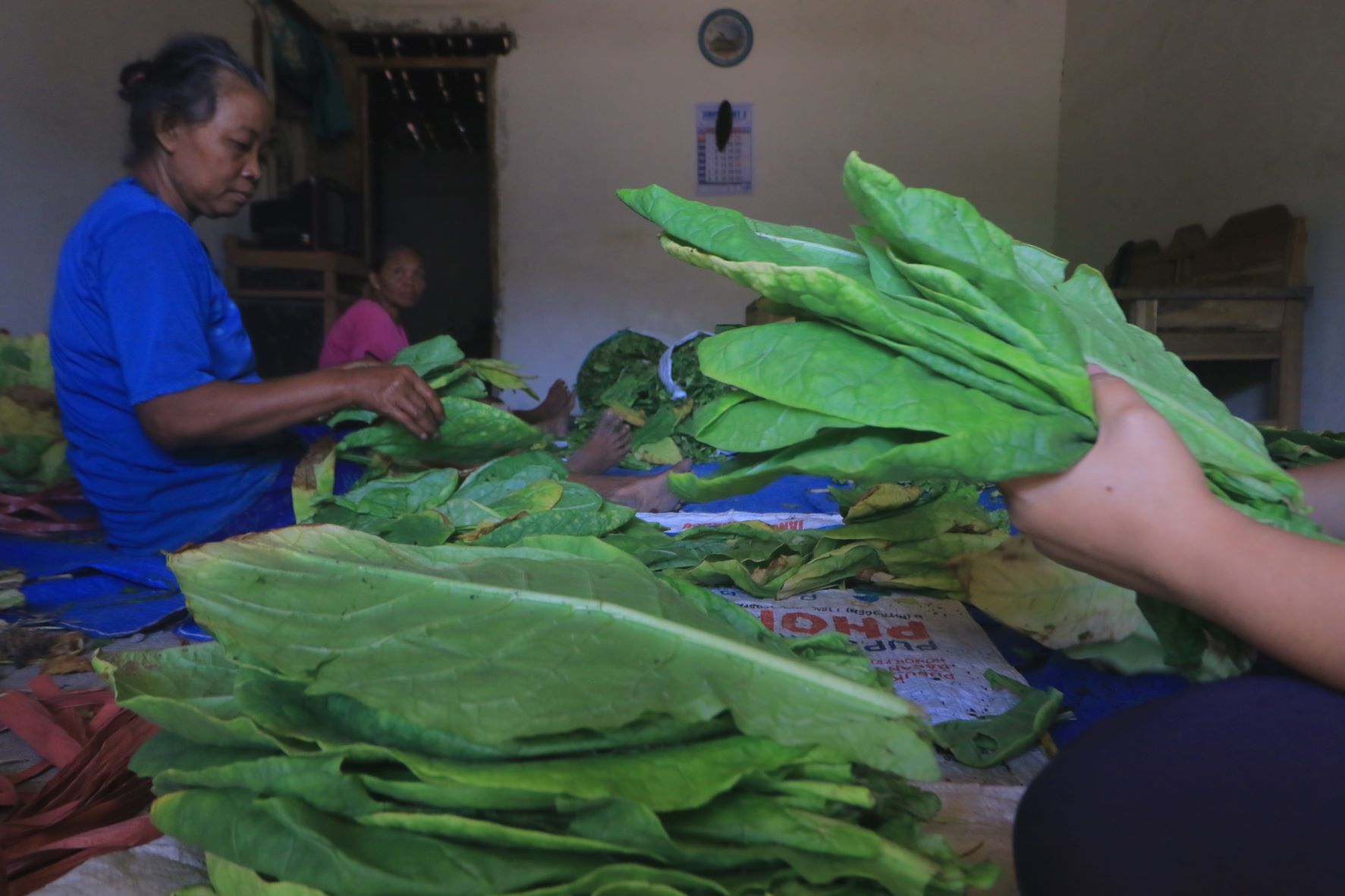 KUALITAS BAGUS: Petani tembakau di Ngale memilah hasil panen. (R. BAGUS RAHADI/RADAR CARUBAN)