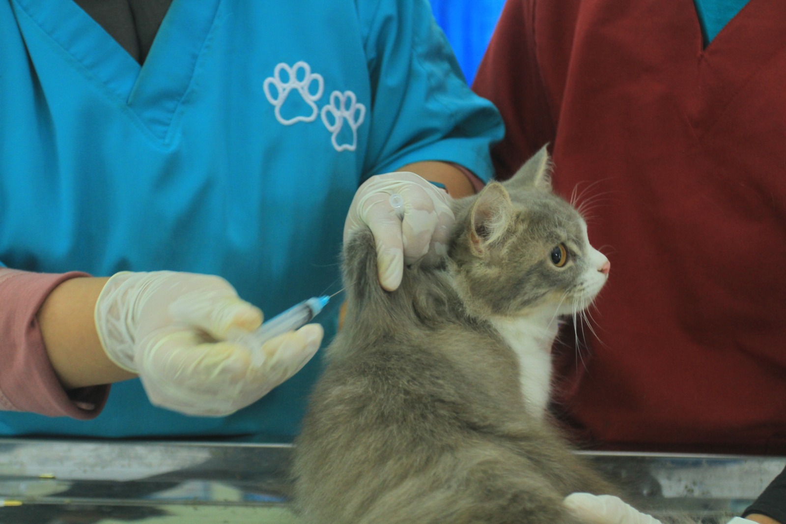 WASPADA: Tim kesehatan hewan DKPP Kota Madiun menyuntikkan vaksin antirabies kepada hewan peliharaan milik salah seorang warga kemarin (27/9). (BAGAS BIMANTARA/RADAR MADIUN)