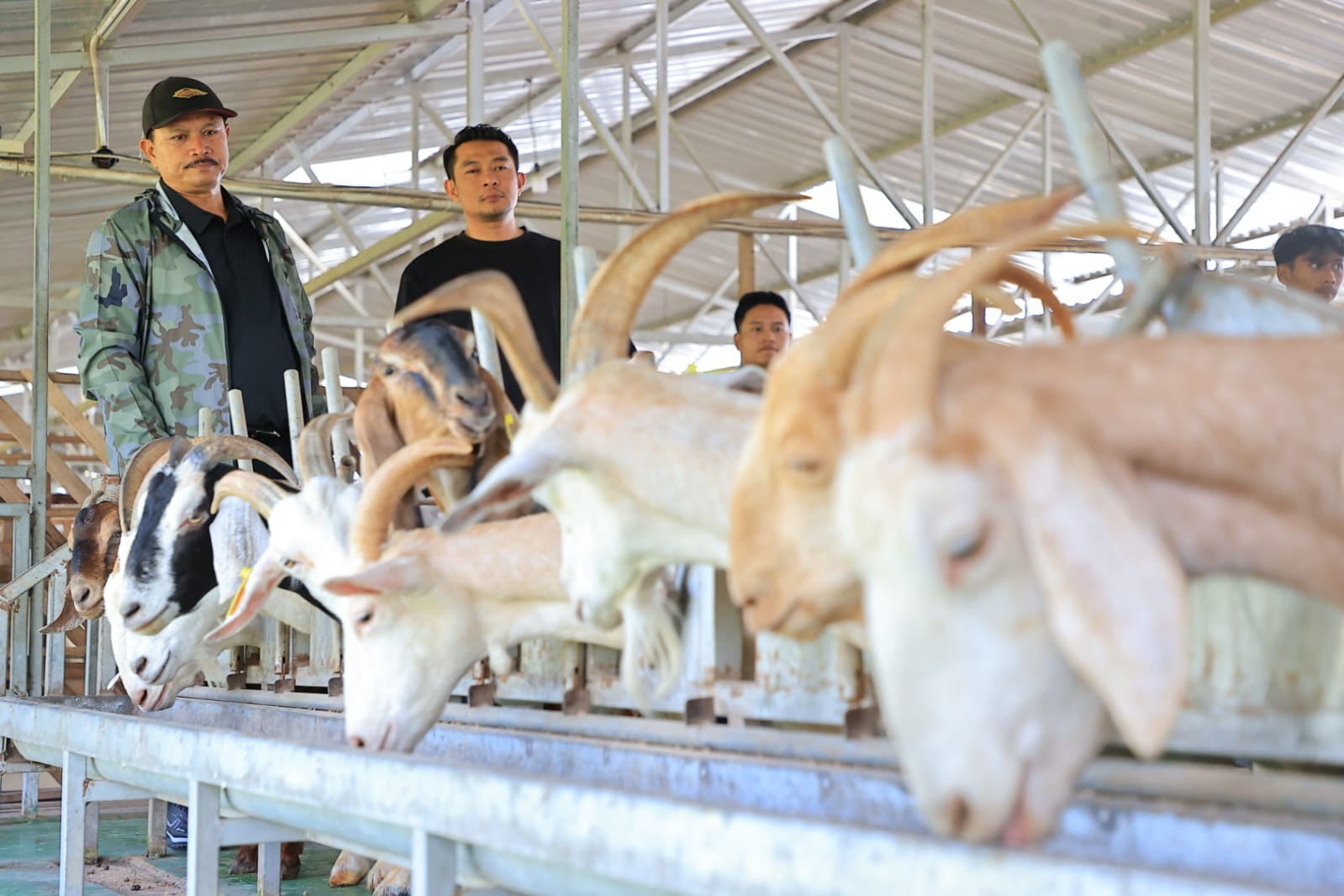 STUDI BANDING: Wali Kota Madiun Maidi menyambangi peternakan kambing etawa Harryadin Mahardika di Sleman, Kamis (28/9). (WS HENDRO DISKOMINFO UNTUK RADAR MADIUN)