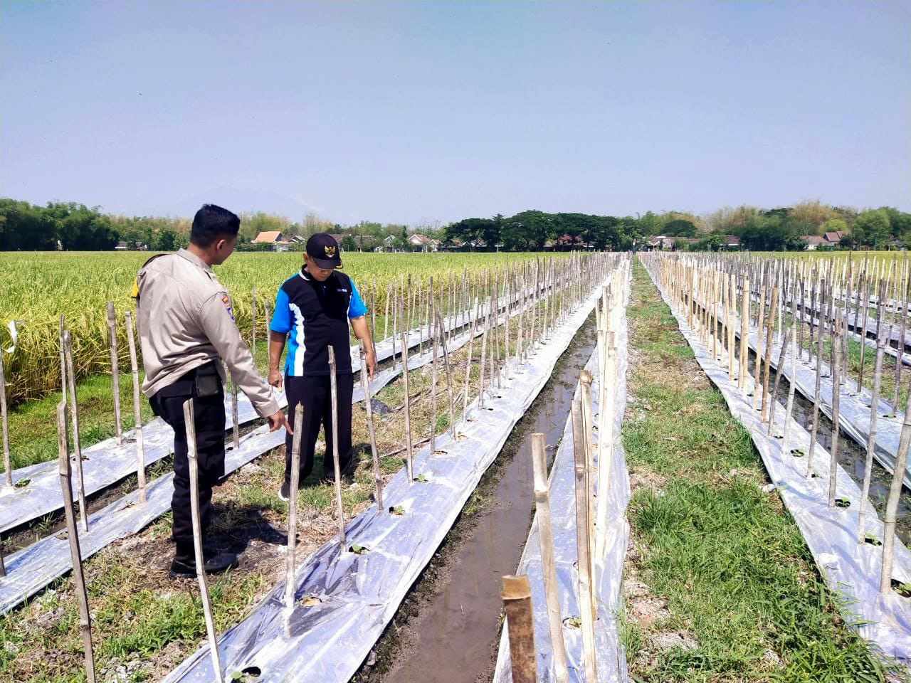 POTENSI: Kades Golan Sugiono bersama babinsa saat menunjukan lokasi perkebunan melon di wilayahnya. (ABRIANTO WIBOWO/RADAR CARUBAN)