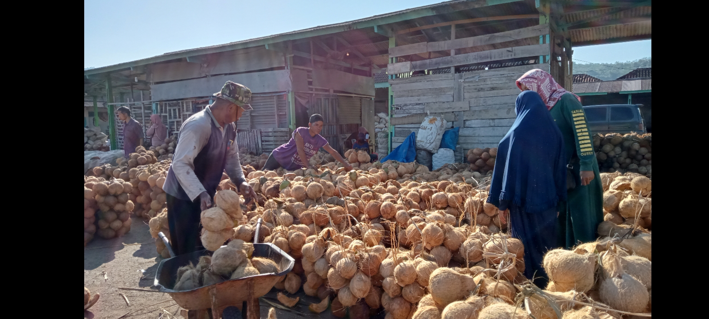 ANJLOK: Para petani dan pekebun kelapa di Pacitan sedang tidak bahagia. Sebab, hasil panen mereka saat ini dihargai sangat murah. Yakni, Rp 1.500 per butir. (NUR CAHYONO/RADAR PACITAN)
