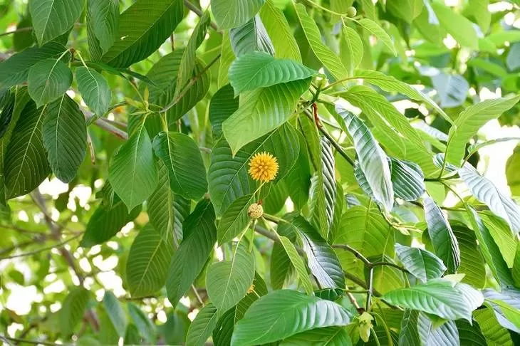 Selain diambil dari hutan, kratom kini sudah dibudidayakan oleh sebagian warga. (JawaPos.Com)