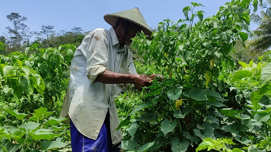 PANEN AWAL: Petani cabai di Banjarjo, Kebonagung, Pacitan, semringah, hasil panennya dihargai tinggi oleh tengkulak. Pun keuntungan mereka berlipat-lipat.&nbsp;(NUR CAHYONO/JAWA POS RADAR PACITAN)