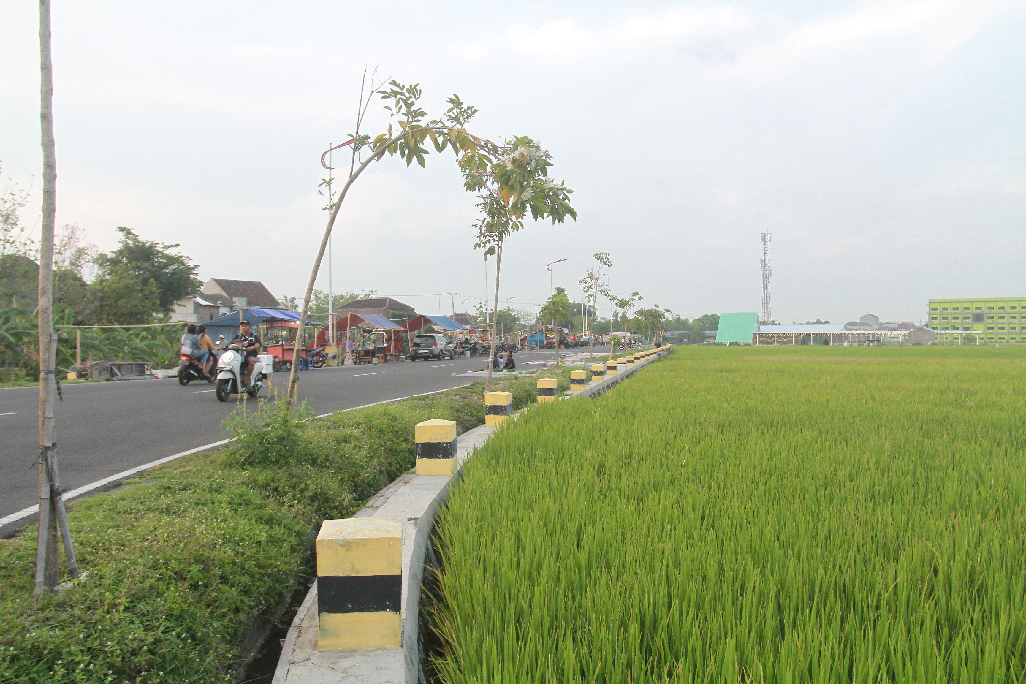 SAWAH: Lahan pertanian di Kota Madiun nyaris tiap tahun menyusut seirih program alih fungsi lahan untuk pembangunan.&nbsp;(BAGAS BIMANTARA/RADAR MADIUN)