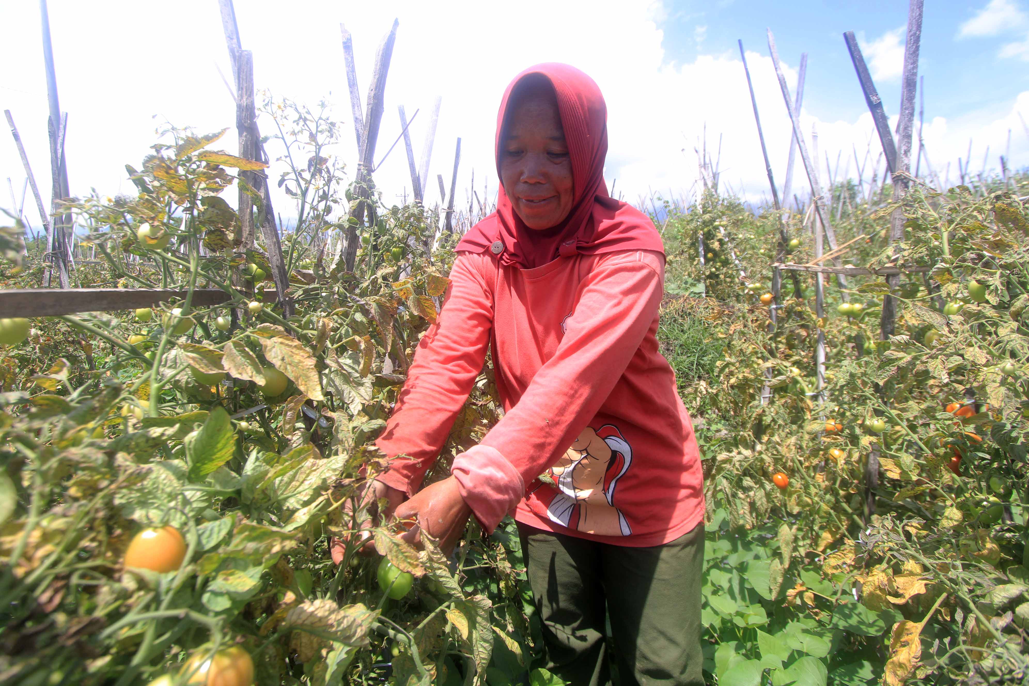 BUNGAH: Petani tomat di Magetan akhirnya bisa merasakan untung dari hasil panennya. Saat ini, harga tomat di tingkat petani naik 10 kali lipat dari harga normal.&nbsp;(AJI PUTRA/RADAR MAGETAN)