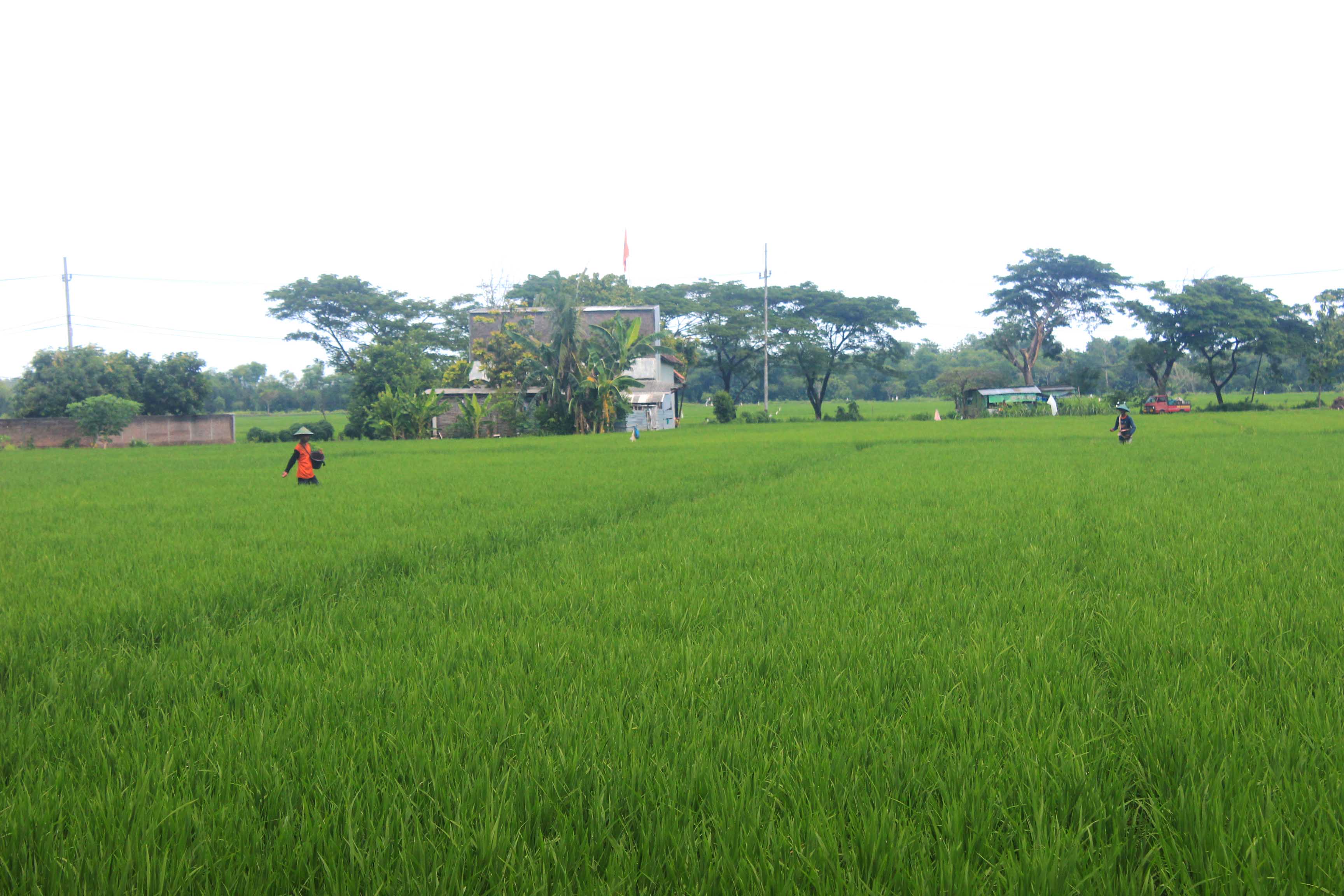 TERBATAS: Petani menggunakan pupuk untuk meningkatan perkembangan tanaman padinya. (LODITYA FERNANDEZ/RADAR CARUBAN)