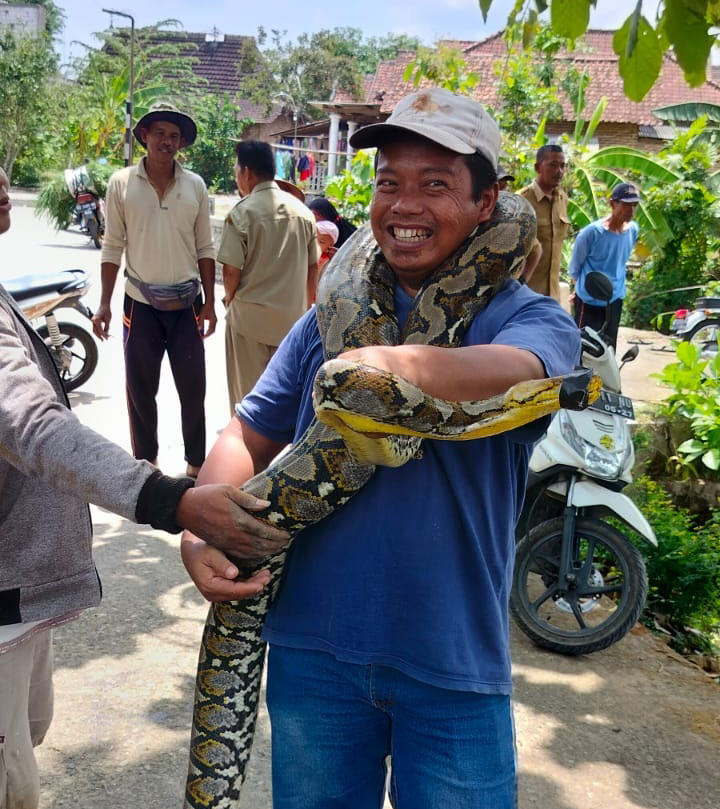 MERESAHKAN: Warga menangkap ular piton di Krajan, Parang, Minggu (7/1) malam.