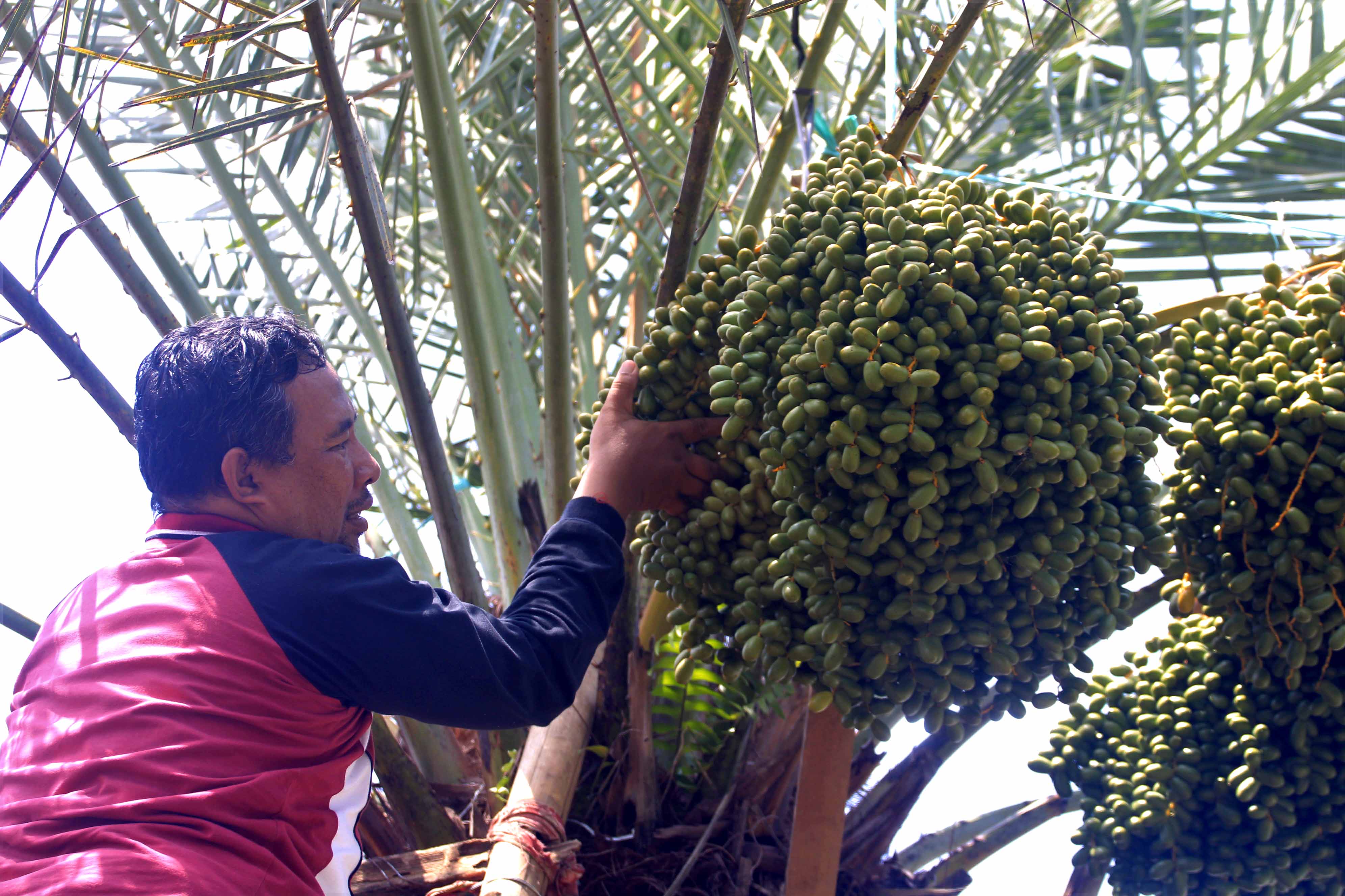 KHAS TIMUR TENGAH: Pohon Kurma berbuah lebat di Desa Tamanarum, Kecamatan Parang.&nbsp;