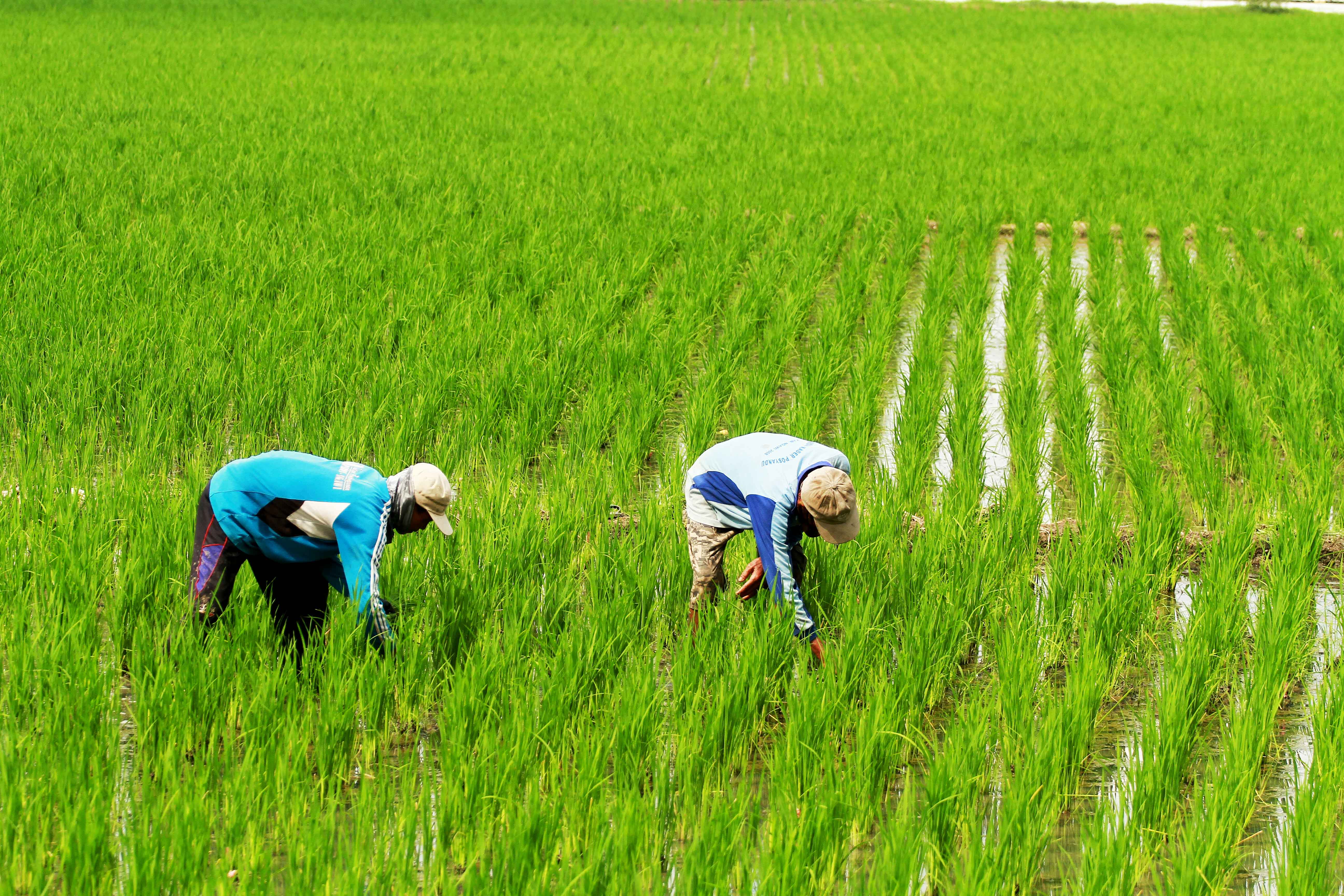 SUMBER PANGAN: Masa tanam padi oleh petani di Kota Madiun tahun ini dihantui keterbatasan kuota pupuk subsidi. (BAGAS BIMANTARA/RADAR MADIUN)