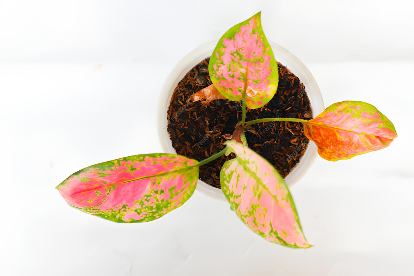 Aglonema. (Freepik)