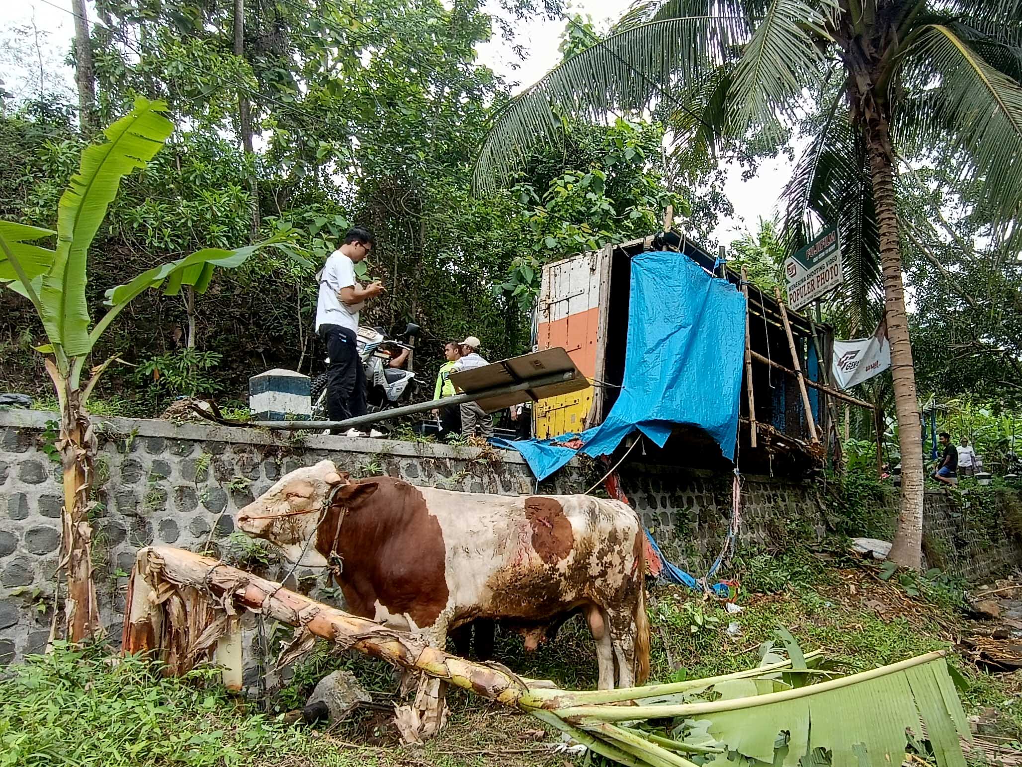 RUGI JUTAAN: Truk pengangkut sapi terperosok ke jurang turunan tajam Sundeng, Sedeng, Pacitan, kemarin (24/1).&nbsp;(NUR CAHYONO/RADAR PACITAN)