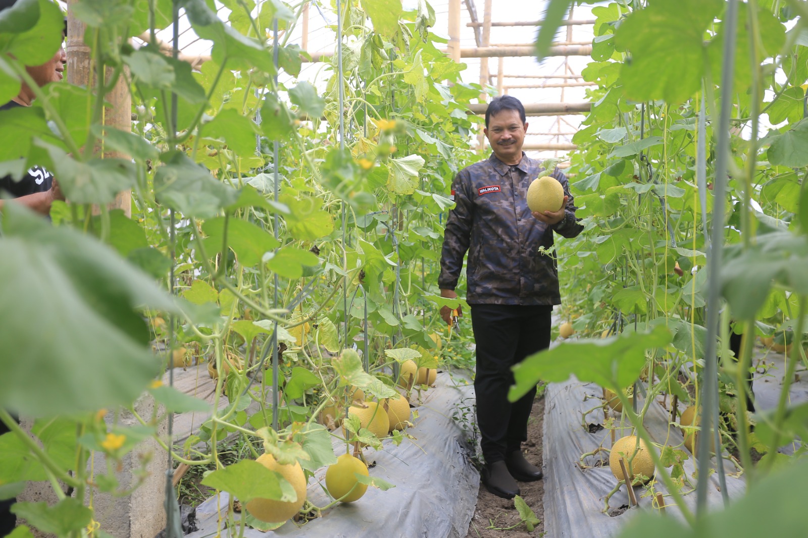 BUDI DAYA: Wali Kota Maidi saat memanen melon kualitas unggulan di green house kawasan Ngrowo Bening Edupark.  (BAGAS BIMANTARA/RADAR MADIUN)