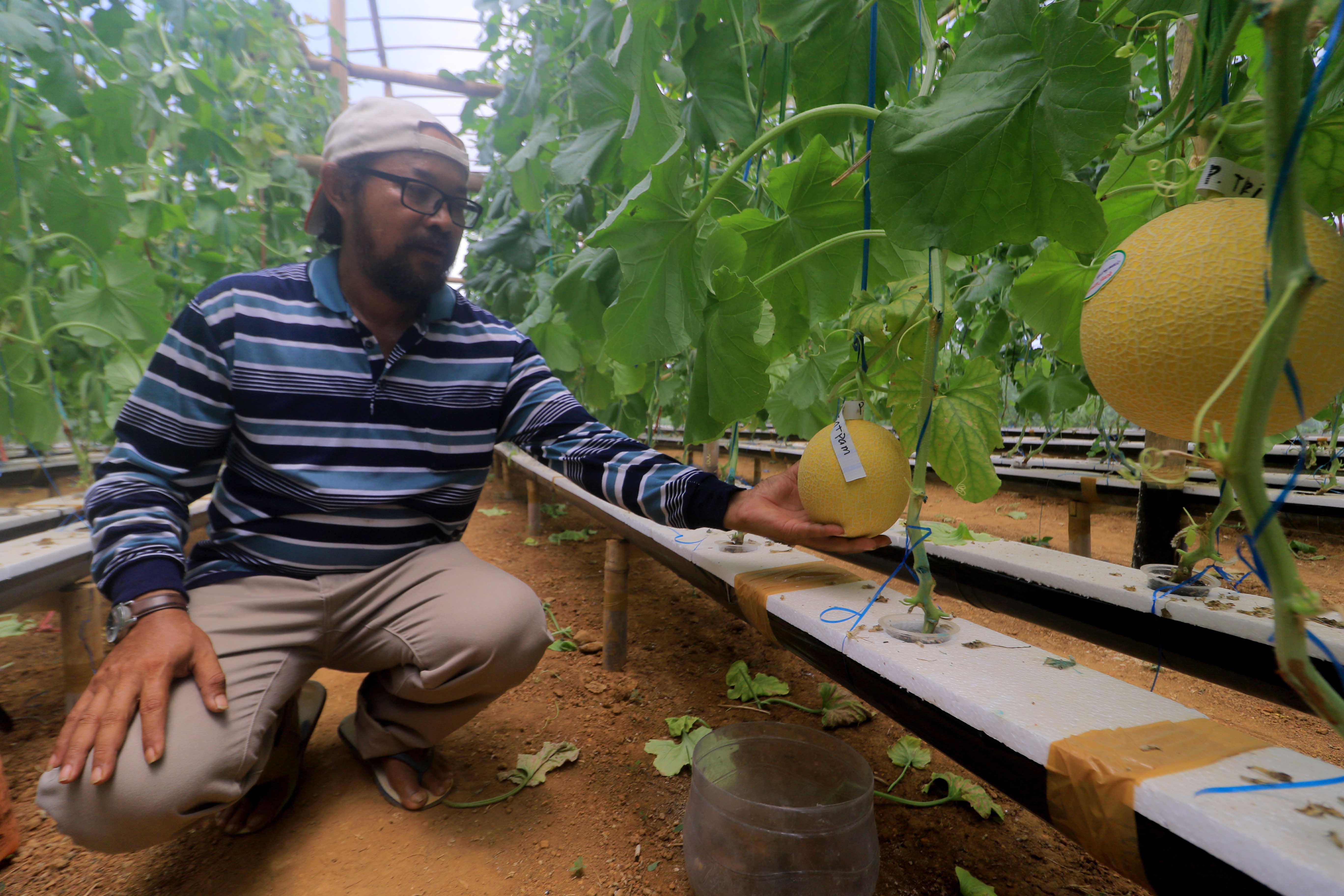 ULET: Marjoko, mantan PMI Taiwan, berhasil membudidayakan melon inthanon. (R. BAGUS RAHADI/RADAR MADIUN)
