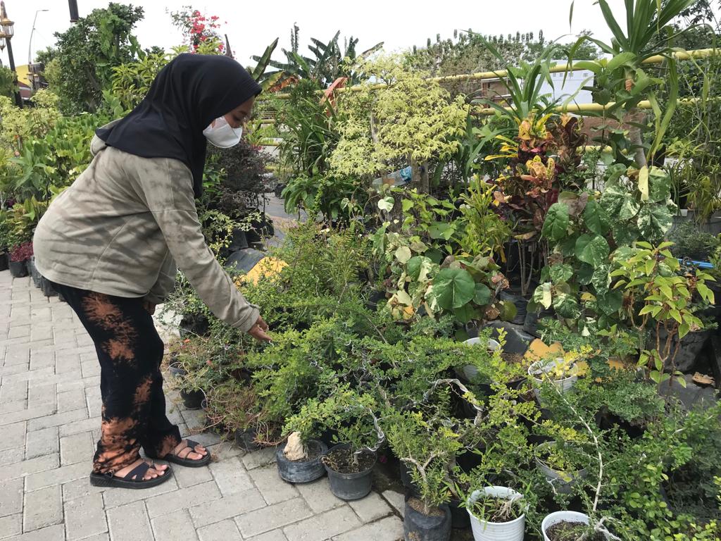 UNIK: Bonsai masih memiliki penggemar luas dari berbagai kalangan. (ISTIMEWA)