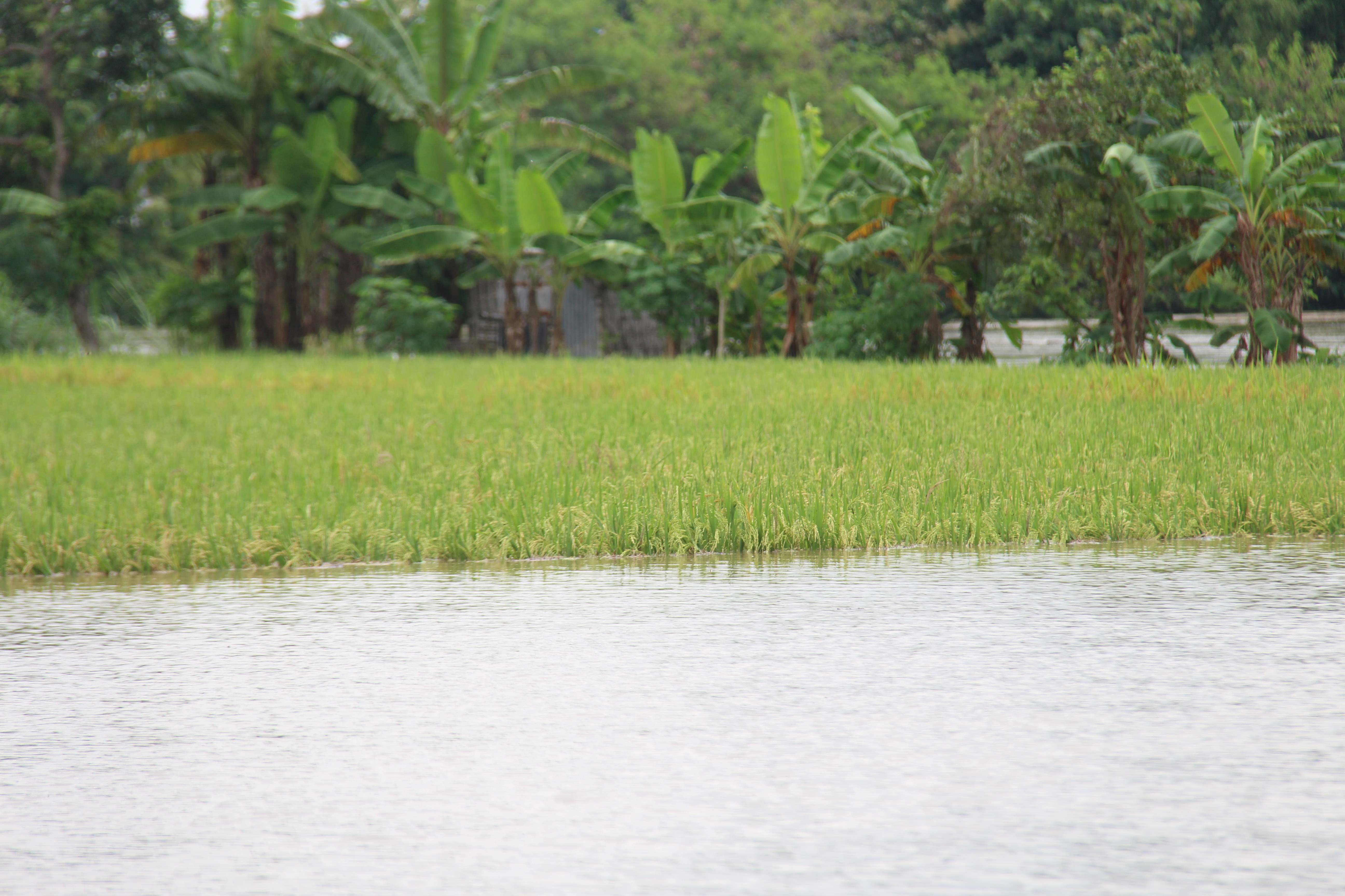 SEGERA PANEN: Banjir menggenangi sawah di Kwadungan, Ngawi, Minggu (10/3) lalu. (ASEP SYAEFUL/RADAR NGAWI)