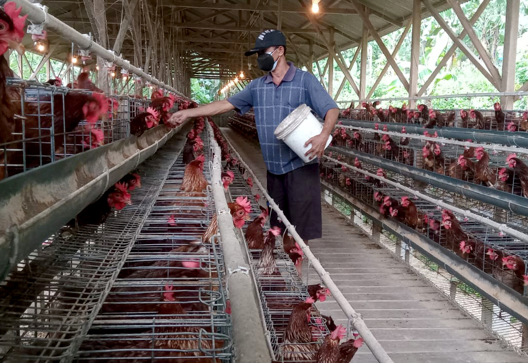 PETERNAK: Kenaikan harga pakan ayam petelur juga disebut-sebut mendongkrak harga telur ayam ras di Pacitan. (NUR CAHYONO/RADAR PACITAN)