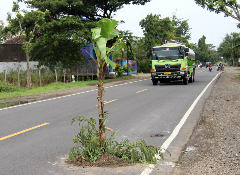 RUSAK: Warga Desa Munggut, Padas, menanami lubang-lubang di Jalan Raya Ngawi-Caruban dengan pohon pisang, Kamis (14/3).