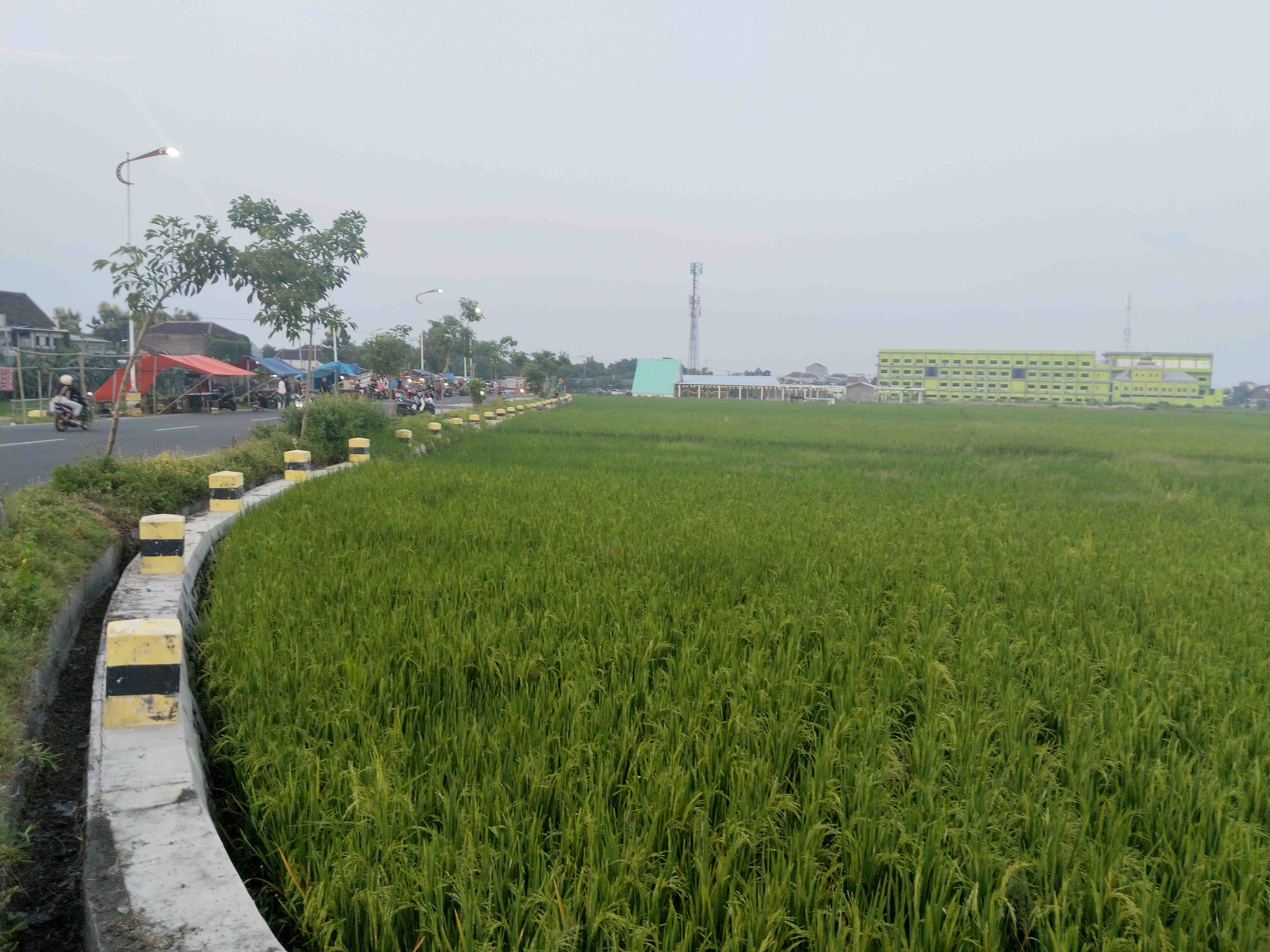 PERTANIAN: Ratusan hektare lahan padi di Kota Madiun masuk masa panen pada Maret dan April mendatang. (BAGAS BIMANTARA/JAWA POS RADAR MADIUN)