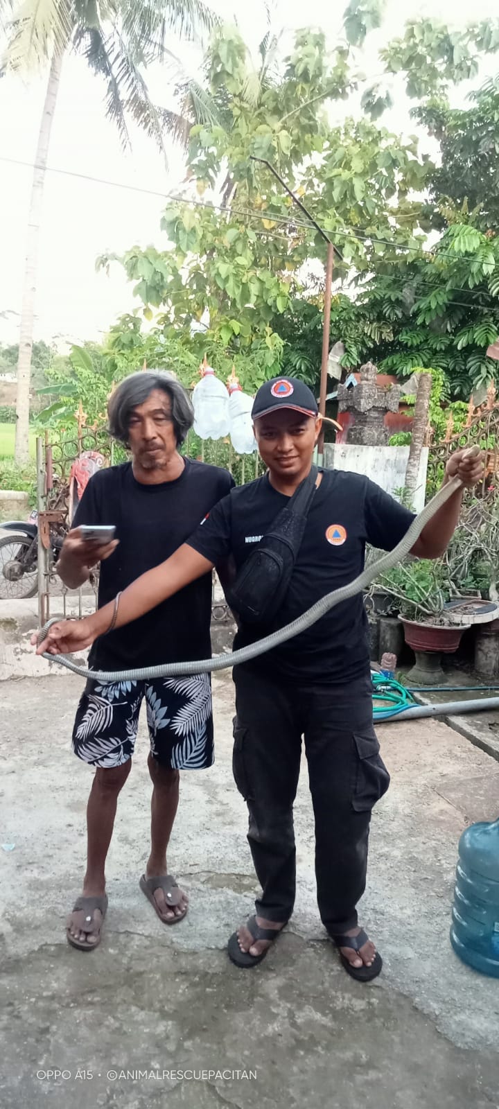 KALI KEDUA: Anggota ARP menangkap seekor king cobra dari dalam kamar warga Kayen, Pacitan, kemarin (18/3).&nbsp;(ANIMAL RESCUE UNTUK RADAR PACITAN)