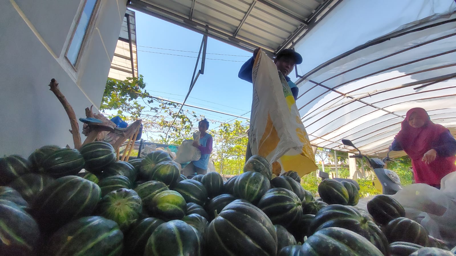BARAKAH RAMADAN: Petani blewah neng Desa Singgahan, Kecamatan Kebonsari, Kabupaten  Madiun. (DIAN RAHAYU/RADAR MADIUN)