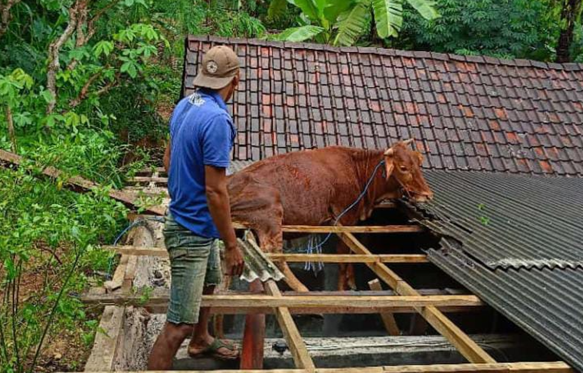 TERPEROSOK: Sapi kabur hingga naik ke atap rumah warga Pacitan, Kamis (28/3). (SAWITRI UNTUK RADAR PACITAN)