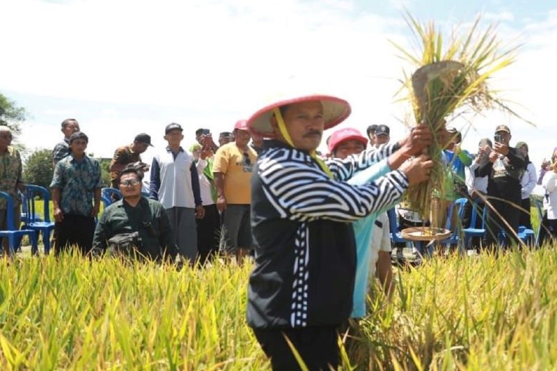 Wali Kota Madiun Maidi memanen padi. (ANTARA)