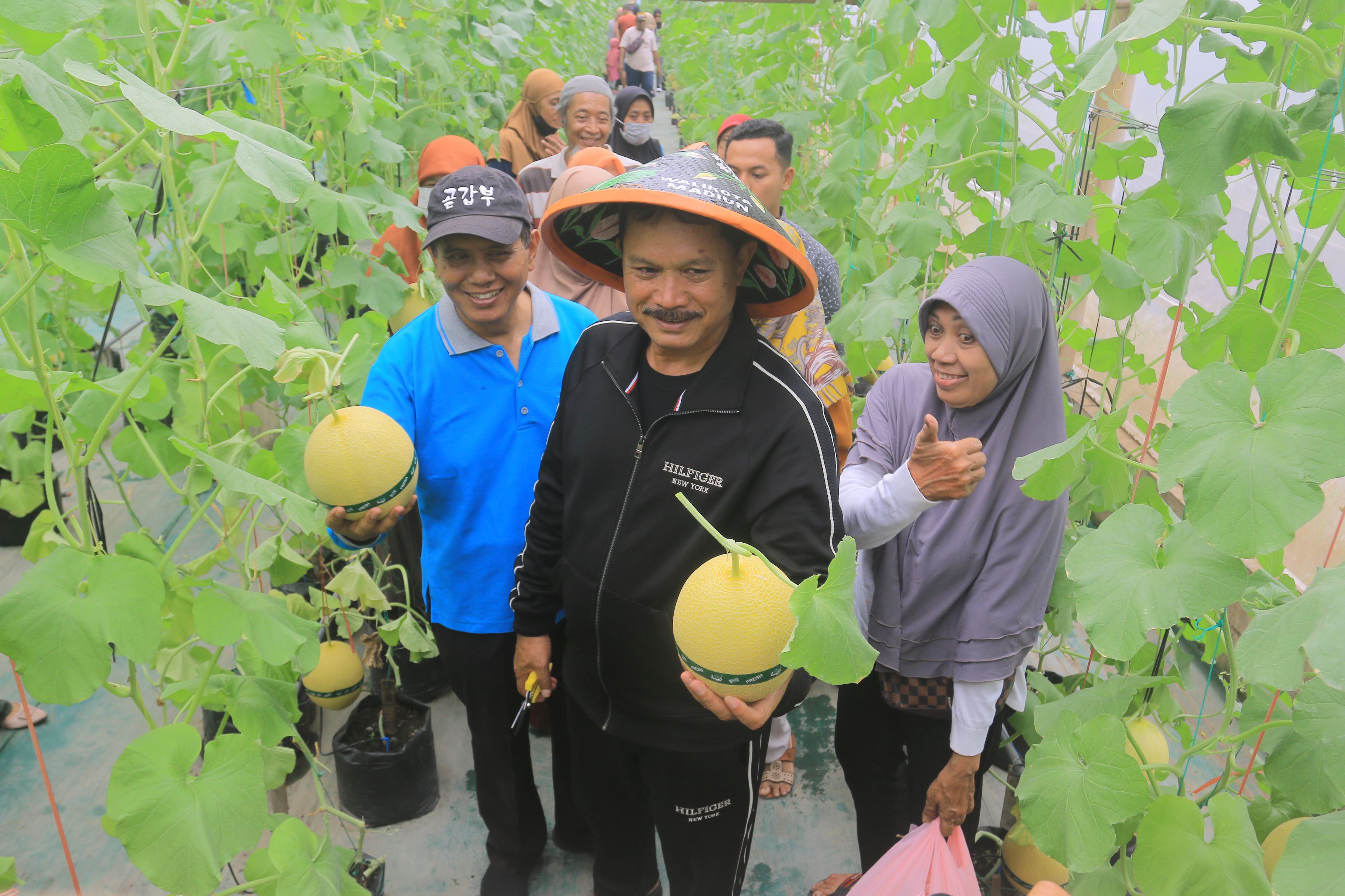 PANEN RAYA: Wali Kota Madiun Maidi memanen golden melon kualitas premium dari greenhouse yang ada di kawasan Ngrowo Bening Edupark, Minggu (7/4). (BAGAS BIMANTARA/RADAR MADIUN)