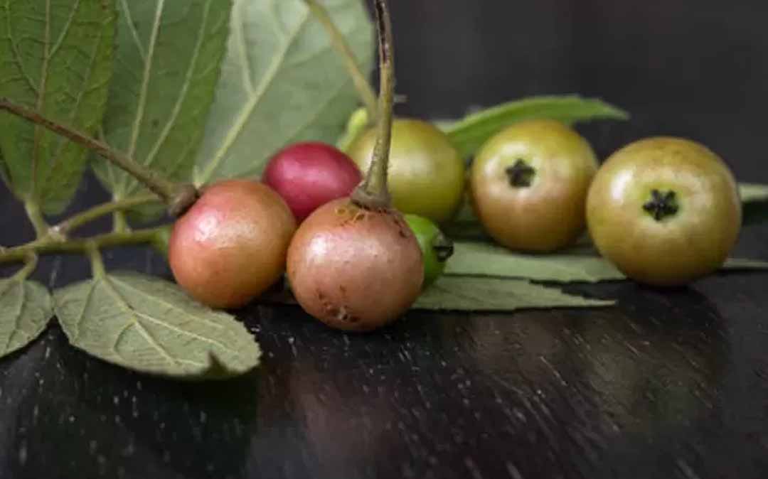 Buah talok atau kersen.