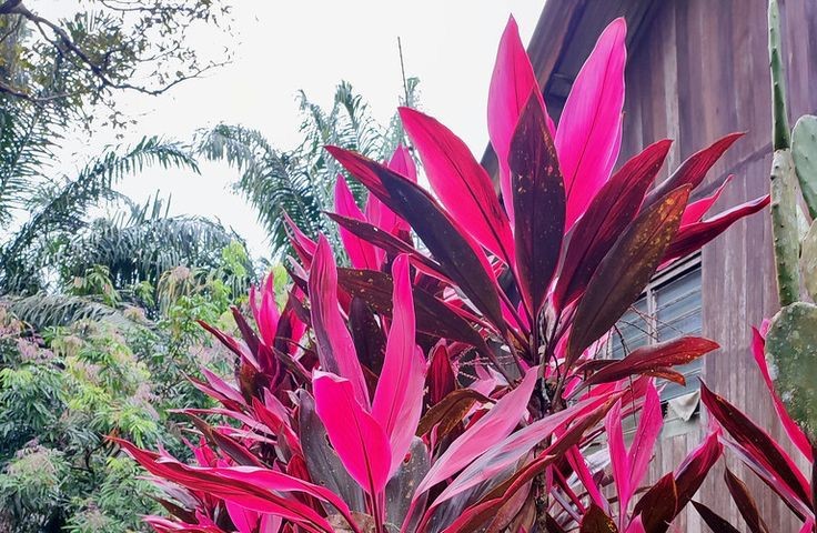 KAYA MANFAAT: Hanjuang atau andong banyak ditemui di kuburan. Ternyata, punya manfaat penting untuk kesehatan. (PINTEREST)