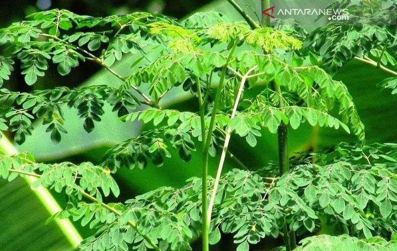 Manfaat daun kelor dalam mengatasi kekerdilan (ANTARA Foto)