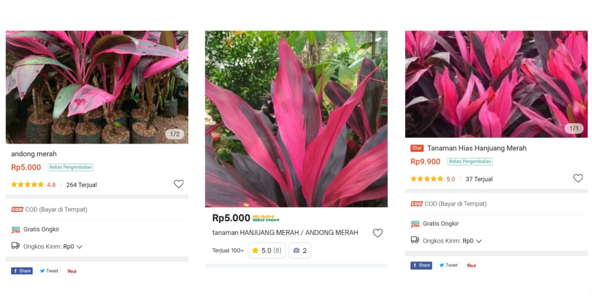 MURAH: Tanaman hanjuang atau andong murah meriah di marketplace, padahal kaya manfaat. (SHOPEE, TOKOPEDIA)