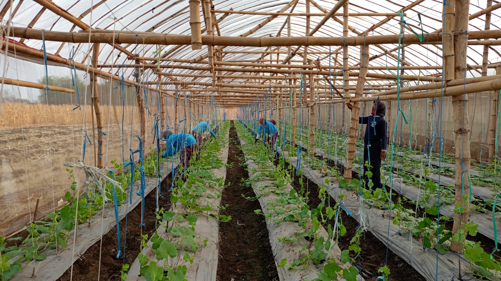 PROGRES: Tim BUMDes Jatisari Bangkit saat melakukan pengecekan berkala kebun buah melon. (PEMDES JATISARI)