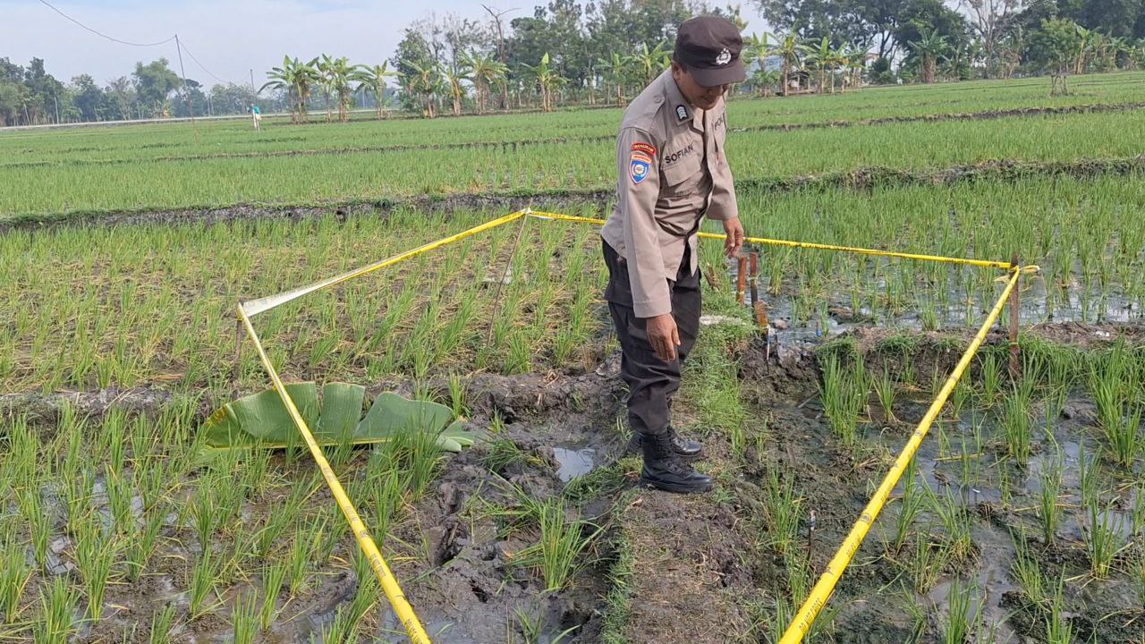 LOKASI KEJADIAN: Polisi olah TKP seorang buruh tani yang tewas kena setrum jebakan tikus beraliran listrik di Desa Legokulon, Kasreman, Minggu (5/5).&nbsp;(ASEP SYAEFUL BACHRI/RADAR NGAWI)