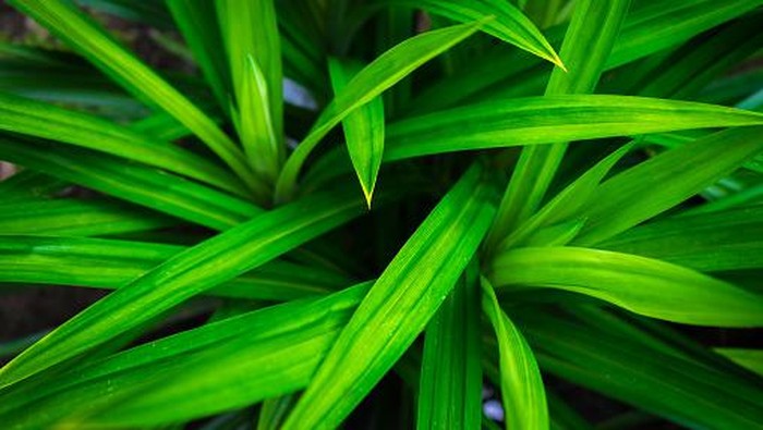 Daun pandan wangi.