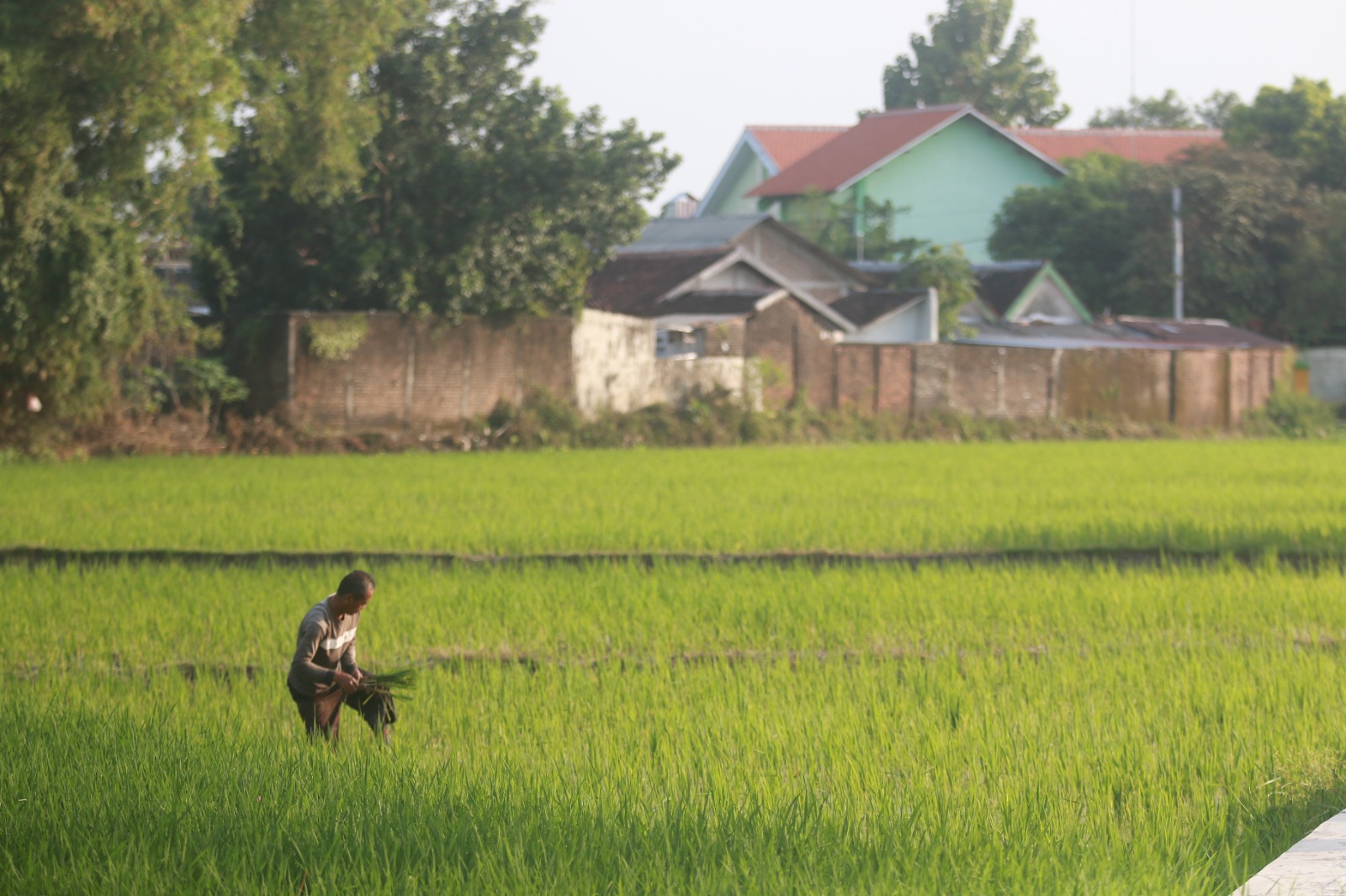 AKTIVITAS PERTANIAN: DKPP Kota Madiun tahun ini kembali memfasilitasi AUTP bagi petani. (DOK/JAWA POS RADAR MADIUN)