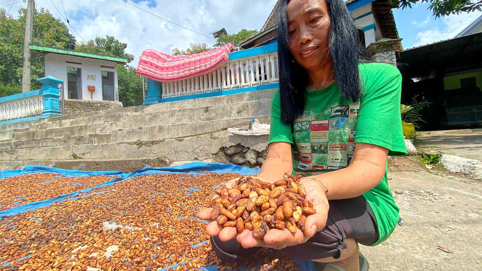 MENURUN: Warga Desa Batok, Gemarang menjemur buah kakao sebelum dijual ke distributor dan pabrik. (DIAN RAHAYU/RADAR CARUBAN)