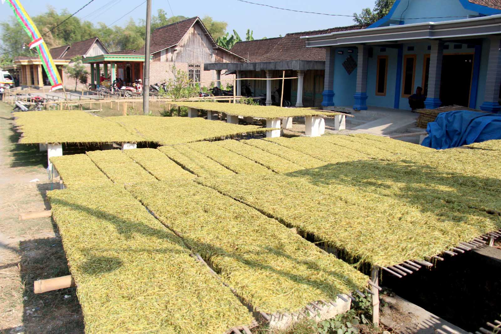 PROSES PENGERINGAN: Penjemuran tembakau di Ngawi. Tahun ini tersedia Rp 1 M dana bantuan untuk petani tembakau.