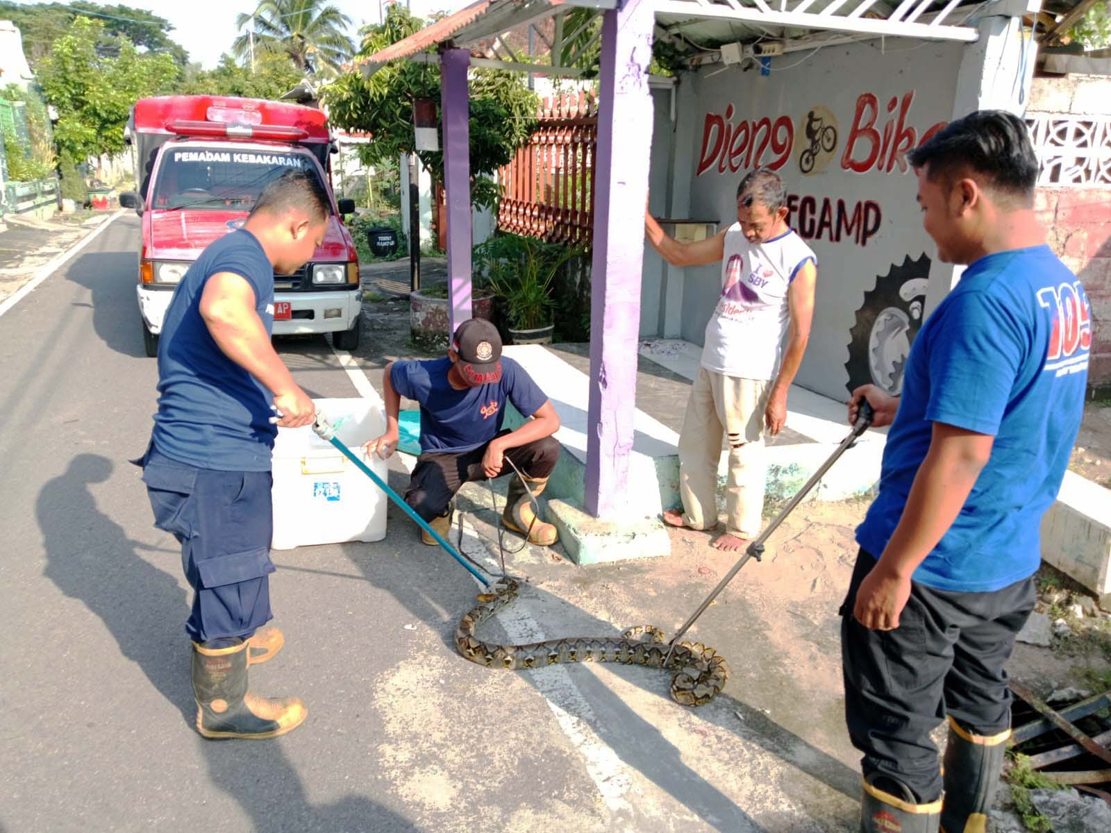 RESCUE ANIMAL: Salah satu momen penyelamatan hewan liar oleh petugas damkar Kota Madiun. (ISTIMEWA)