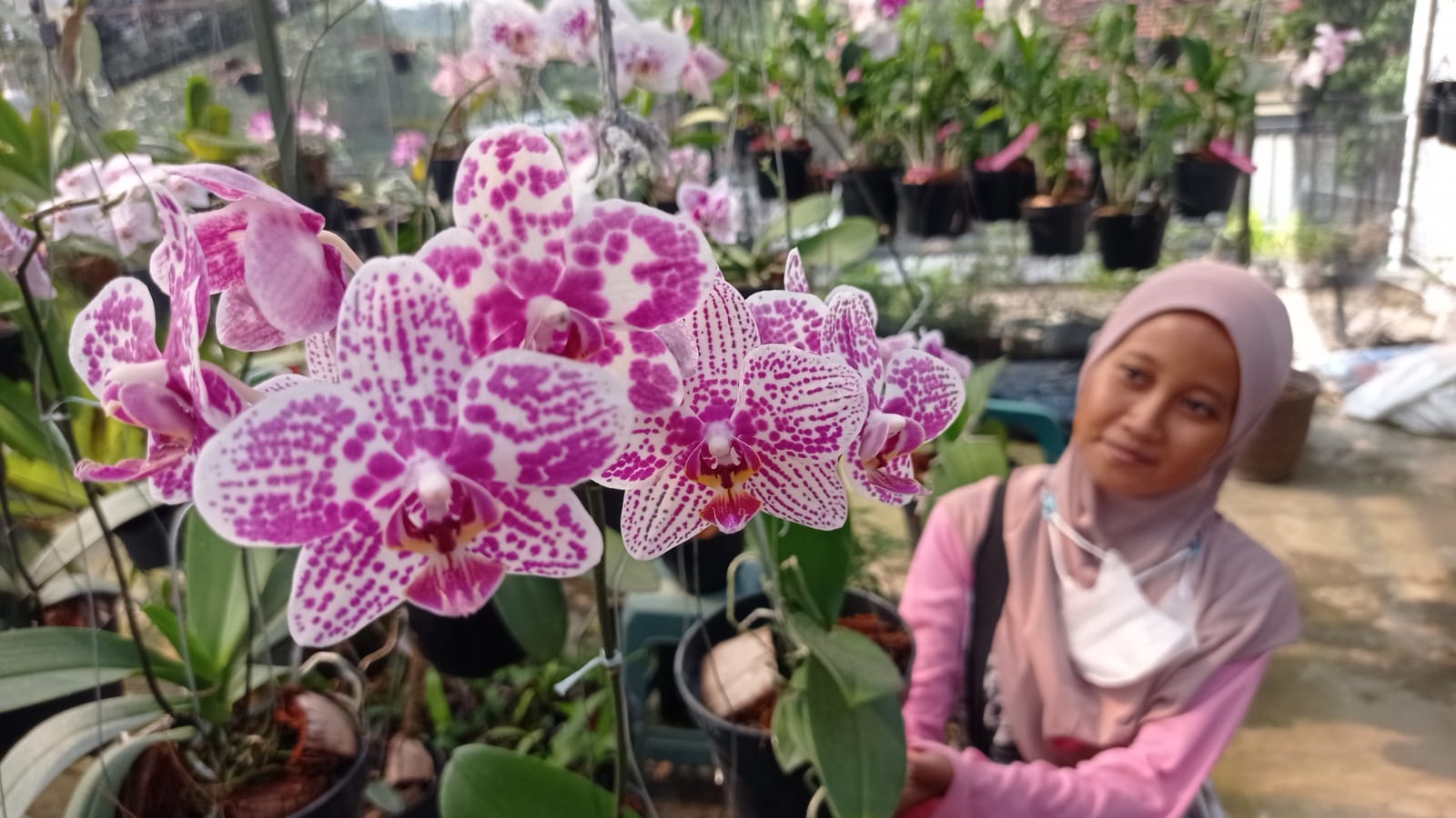 INDAH: Bunga anggrek koleksi Dwi Ferawati yang merupakan hasil budidayanya.&nbsp;(DIAN RAHAYU/RADAR MADIUN)