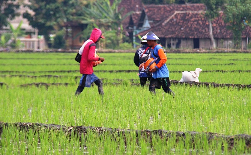 ILUSTRASI: Petani neng Kabupaten Ngawi lagi nggarap sawah. (ASEP SYAEFUL BACHRI/RADAR MADIUN)