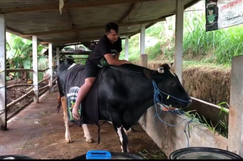 TEKUN: Kisah peternak sapi sukses asal Ponorogo yang sapinya dibeli mantan presiden SBY. (ANTARA)