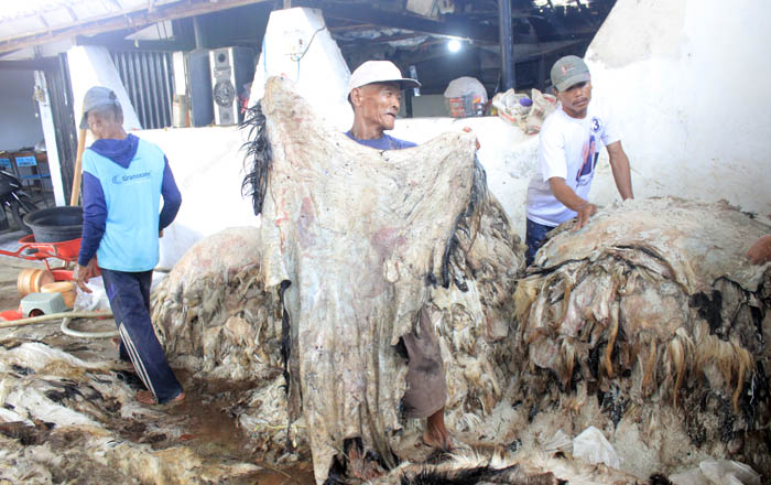 NILAI JUAL TURUN : Sejumlah pekerja pengepul kulit di Desa Petungrejo, Nguntoronadi, Kabupaten Magetan, sibuk merapikan serta memberi garam ke kulit hewan kurban agar tidak membusuk, Selasa (18/6).