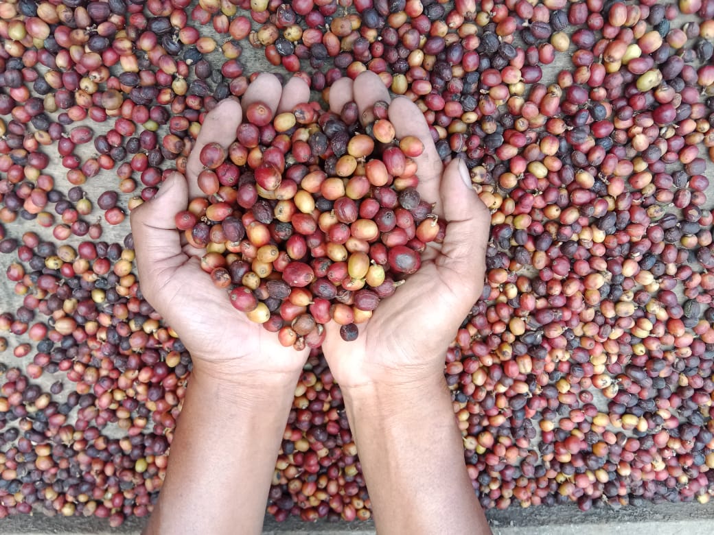 REGANE APIK: Petani neng Magetan panen kopi Arabika varietas Lini S. (ISTIMEWA)