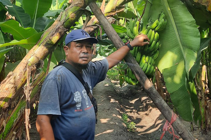 PANEN: Welly Subroto saat menunjukkan pisang cavendish di kebun miliknya. (DOKUMEN PRIBADI)
