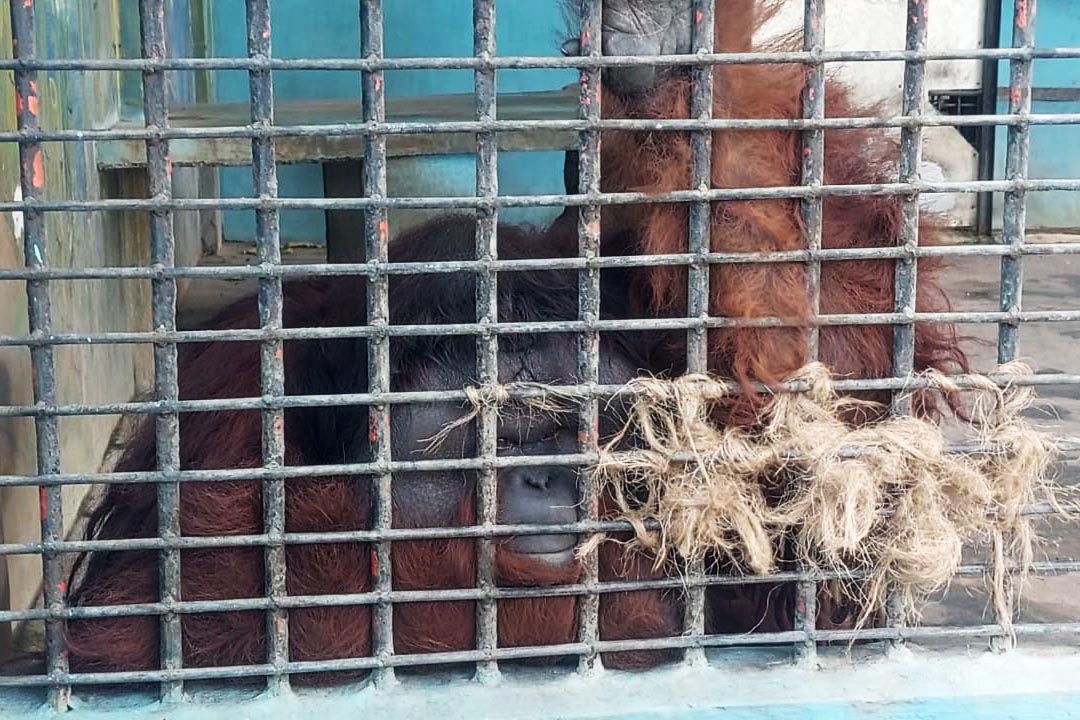 BARU: Joni, nama orang utan asal Kalimantan yang merupakan satwa baru di konservasi dan edukasi satwa Madiun Umbul Square, Senin (1/7) lalu. (DIAN RAHAYU/RADAR MADIUN)