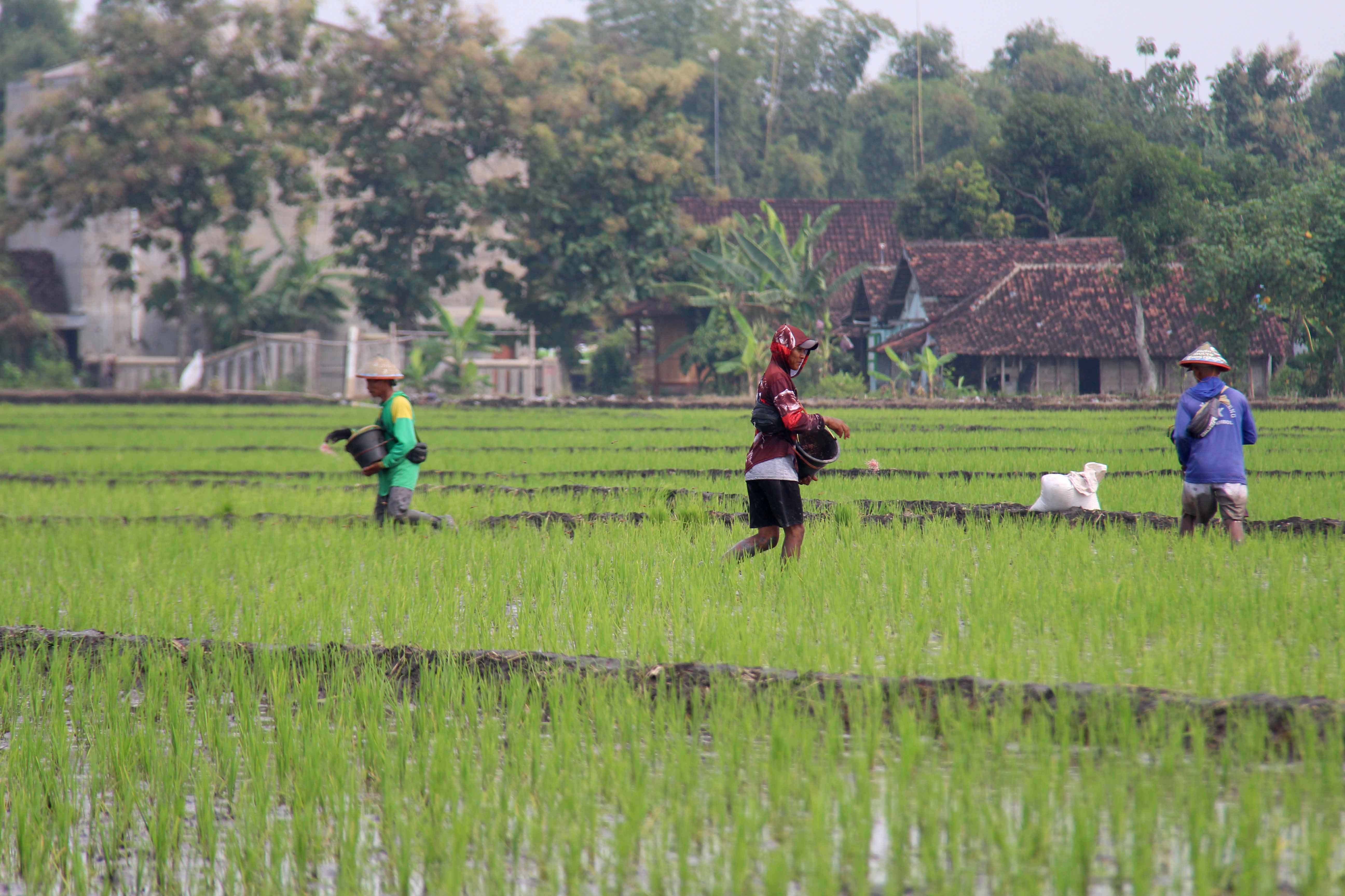PERTANIAN: Petani menabur pupuk di lahan padinya. DKPP Ngawi tengah memproses pembentukan lembaga sertifikasi padi organik.