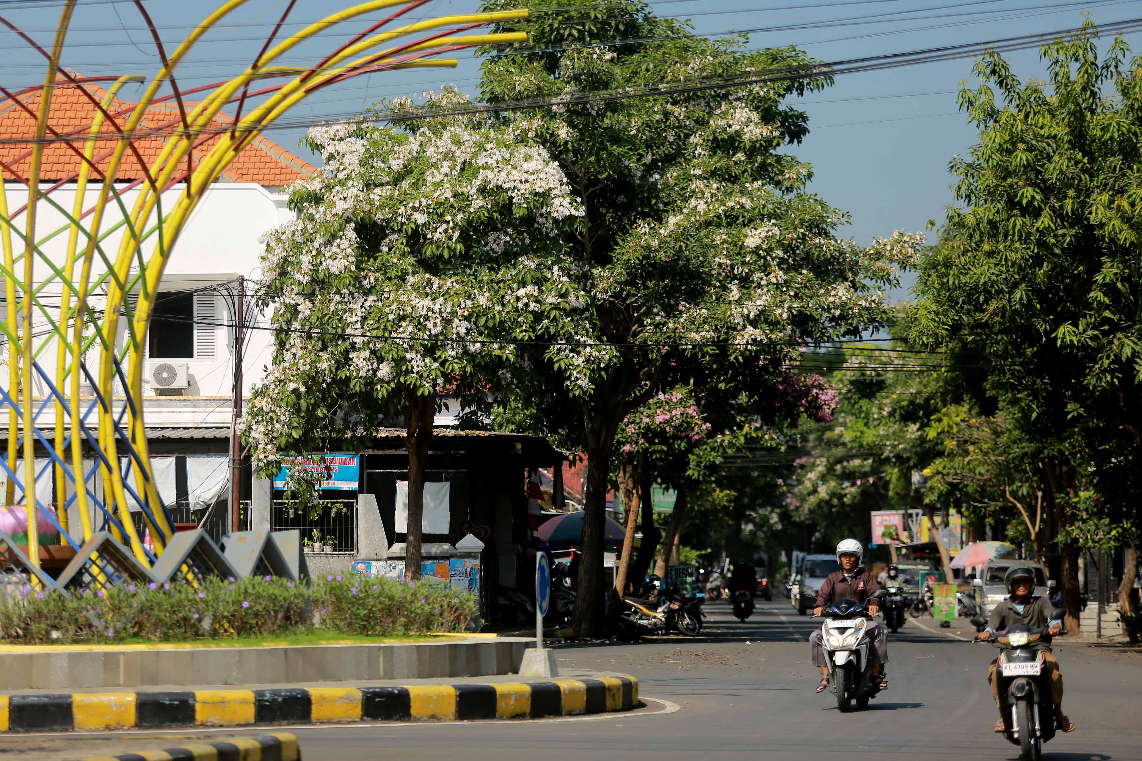 CANTIK: Bunga-bunga tabebuya yang mekar serentak membuat suasana Bundaran Serayu tampak indah. (BAGAS BIMANTARA/RADAR MADIUN)